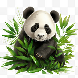 手绘竹子图片_熊猫和竹子