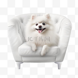 博美犬动画图片_椅子上的白色博美犬