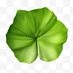 绿叶质感图片_叶子植物绿叶质感写实AI元素装饰