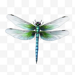 蜻蜓绿幕素材图片_蜻蜓