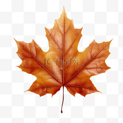 秋天图案图片_叶子枫叶枯叶写实AI元素装饰图案