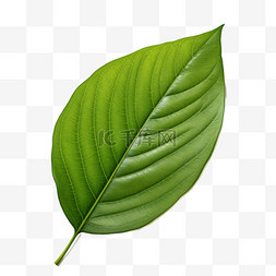 植物叶子写实图片_叶子绿叶叶脉写实AI元素装饰图案