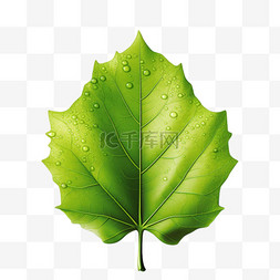叶子绿叶青涩写实AI元素装饰图案
