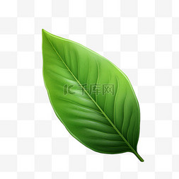 植物叶子写实图片_叶子绿叶普通写实AI元素装饰图案
