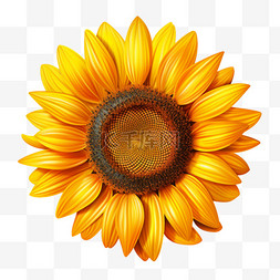 图案向日葵图片_向日葵花朵金黄色植物AI元素立体