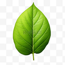 绿色清新装饰图案图片_一片树叶嫩绿色清新写实AI元素装