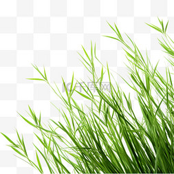 草叶图片_绿色小草叶子元素户外绿植