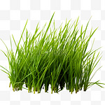 绿色小草叶子元素户外绿植