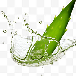 绿色植物芦荟油摄影图