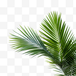 绿色棕榈树叶子摄影图