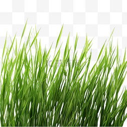 小绿草图片_绿色小草叶子元素户外绿植