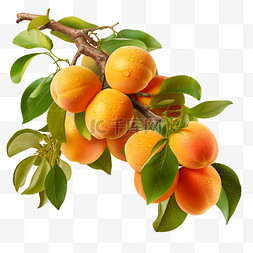 水果新鲜水果图片_夏季水果几个黄桃新鲜水果