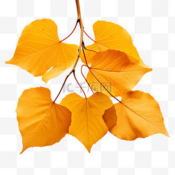 自然秋季图片_秋天的树叶黄了秋叶