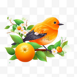 橙色的鸟