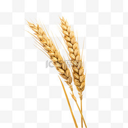 小麦熟了枝头摄影图
