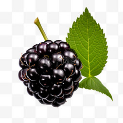 黑莓深色绿色叶子摄影图