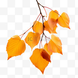 秋天黄树叶图片_秋天的树叶黄了秋叶