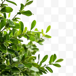 奇亚籽叶子图片_绿色小草叶子元素户外绿植