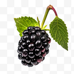 黑莓深色绿色叶子摄影图