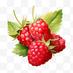 手绘莓果图片_水彩好吃莓果免扣元素