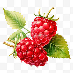 水彩红色水彩图片_水彩美味红色莓果免扣元素