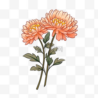 菊花元素卡通手绘个人vip和企业vip免费下载免抠元素白色的小雏菊花朵