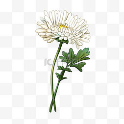 白色的菊花图片_重阳节菊花手绘元素