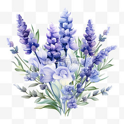紫色鲜花手绘图片_水彩蓝紫色薰衣草花束免扣元素