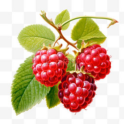 手绘莓果图片_水彩红色莓果免扣元素