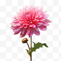 3d立体图案素材图片_花朵植物粉色菊花3d元素立体免扣