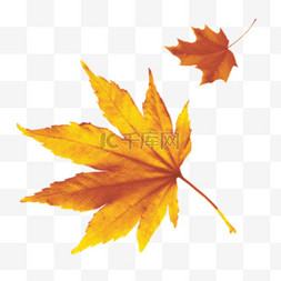 彩色半调图片_彩色半调秋天元素枫叶秋季装饰树