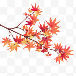 秋季枫树秋季黄色树叶