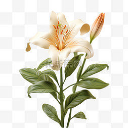百合花图案图片_花朵植物白色百合花3d元素立体免
