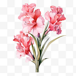 粉色花束手绘图片_水彩好看粉色剑兰花花束免扣元素