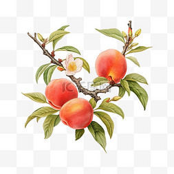桃子红壤图片_中国风工笔画桃子手绘元素