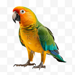 澳洲鹦鹉图片_彩色鹦鹉摄影图元素