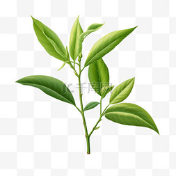 茶叶植物AI元素立体免扣图案