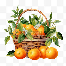 橘子png图片_水彩橘子竹篮子免扣元素