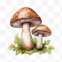 蘑菇菌图片_水彩野外蘑菇免扣元素