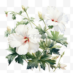 水彩风植物白色花卉花朵绿植花蕾