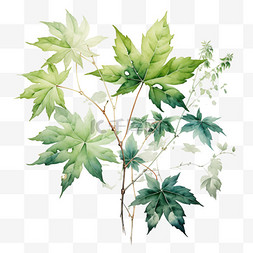 水彩绿色植物叶子图片_绿色植物叶子水彩风格水粉水彩颜