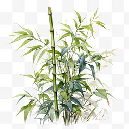 竹子水彩风植物花卉花朵绿植花蕾