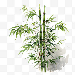 水彩风植物竹子花卉花朵绿植花蕾