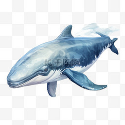 蓝鲸鲸鱼扁平动物可爱生动卡通绘