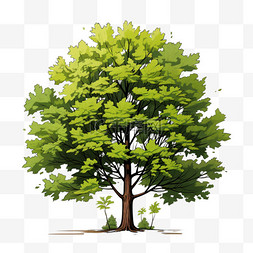 树木高大扁平植物绿色清新绿植淡
