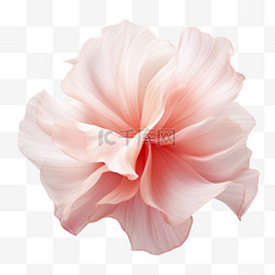 粉色花瓣元素装饰图片_浪漫花瓣粉色花朵装饰免扣写实元
