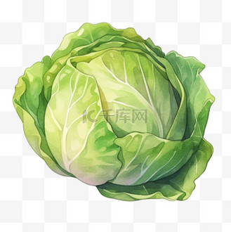 圆白菜图片素材_手绘元素圆白菜卡通蔬菜