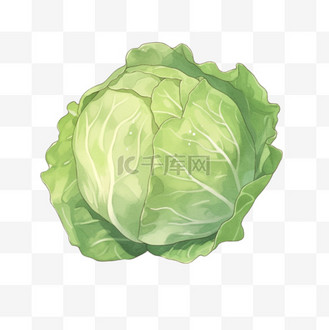 圆白菜图片素材_手绘圆白菜元素卡通