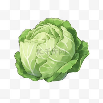 蔬菜手绘圆白菜元素