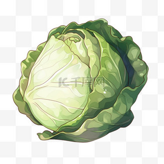 圆白菜卡通手绘元素